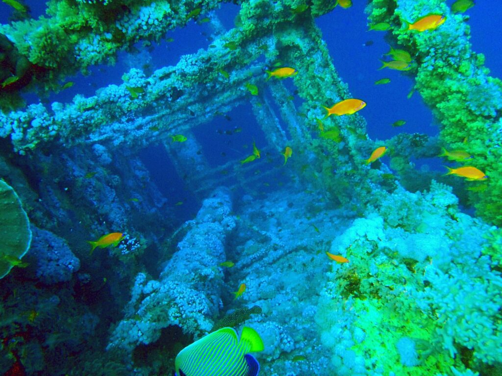 Die Aufbauten der Numidia, mit Weichkorallen bewachsen, ringsum orangefarbene Fahnenbarsche, im Vordergrund ein Imperator-Kaiserfisch, in blaugrünem Wasser