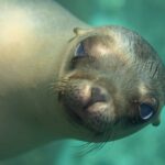 Nahaufnahme vom Kopf eines jungen Kalifornischen Seelöwen, der in die Kamera schaut, Schnauze nach vorn, helle Schnurrhaare, in türkisfarbenem Wasser