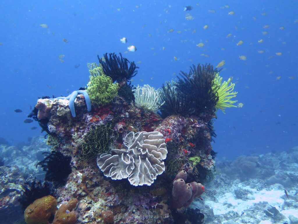 Ein Korallenblock voller schwarzer, gelber und weißer Haarsterne, mit einem blauen Seestern, einer hellen Blattkoralle in der Mitte und violetten Röhrenschwämmen, unter einer Wolke kleiner Fische im Blau.