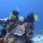 Ein Korallenblock voller schwarzer, gelber und weißer Haarsterne, mit einem blauen Seestern, einer hellen Blattkoralle in der Mitte und violetten Röhrenschwämmen, unter einer Wolke kleiner Fische im Blau.