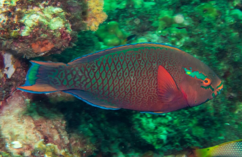 Ein Dunkler Papageifisch mit grün gesäumten roten Schuppen, orangefarbenem Auge und grünem Fleck an der Wange, vor der grün bewachsenen Wand von Hin Daeng