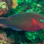 Ein Dunkler Papageifisch mit grün gesäumten roten Schuppen, orangefarbenem Auge und grünem Fleck an der Wange, vor der grün bewachsenen Wand von Hin Daeng