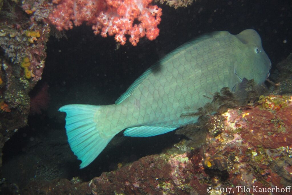 Ein graugrüner Büffelkopf-Papageifisch schläft unter einem Überhang des Wracks neben einer rosa Weichkoralle, im Licht der Nachtlampe