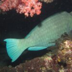 Ein graugrüner Büffelkopf-Papageifisch schläft unter einem Überhang des Wracks neben einer rosa Weichkoralle, im Licht der Nachtlampe