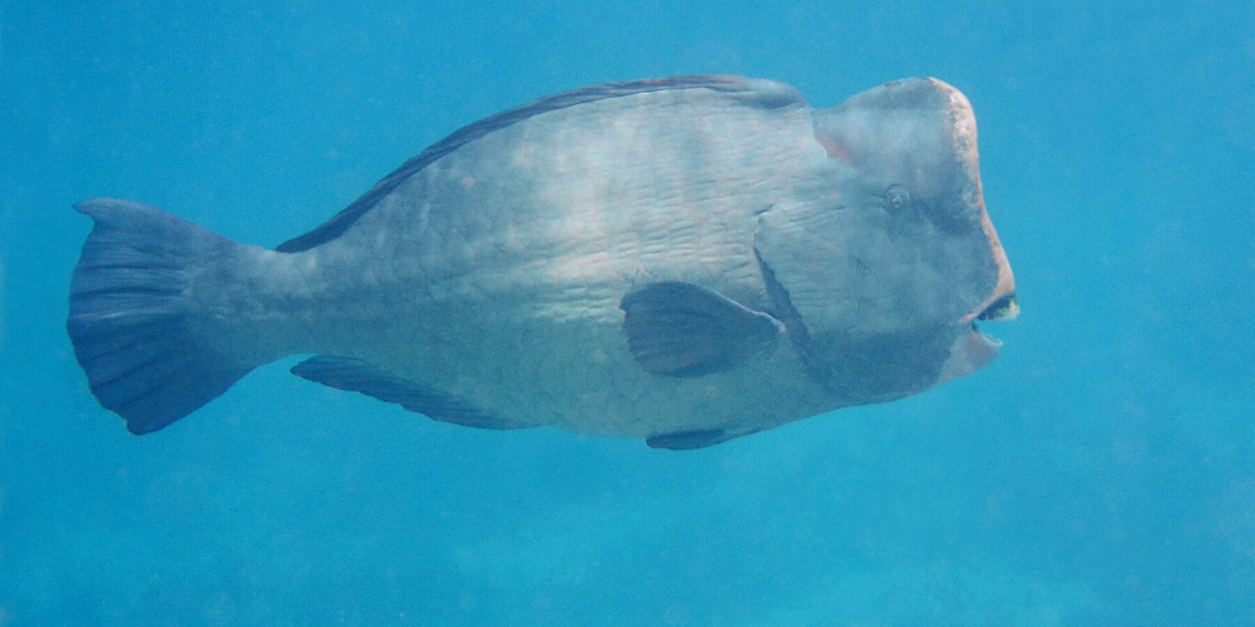 Ein erwachsener Büffelkopf-Papageifisch im Profil im blauen Freiwasser, die senkrechte Stirn mit einem Höcker, die weißen Zahnplatten an der Schnauzenspitze sichtbar