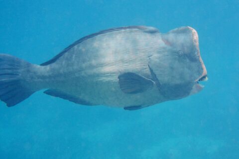 Ein erwachsener Büffelkopf-Papageifisch im Profil im blauen Freiwasser, die senkrechte Stirn mit einem Höcker, die weißen Zahnplatten an der Schnauzenspitze sichtbar