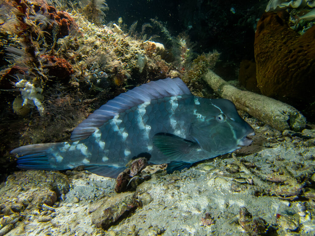 Ein junger Büffelkopf-Papageifisch liegt am Fuß eines Felsens auf dem Grund, die Stirn noch ohne Höcker, der blaugrüne Körper mit senkrechten Reihen weißer Flecken