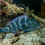 Ein junger Büffelkopf-Papageifisch liegt am Fuß eines Felsens auf dem Grund, die Stirn noch ohne Höcker, der blaugrüne Körper mit senkrechten Reihen weißer Flecken