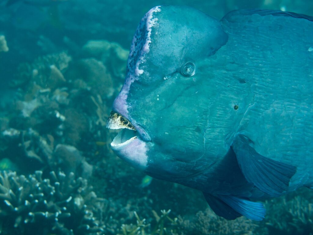 Nahaufnahme vom Kopf eines erwachsenen Büffelkopf-Papageifisches, der Stirnhöcker blassrosa gesäumt, die weißen Zahnplatten frei zwischen den Lippen, vor einem Riff