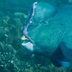 Nahaufnahme vom Kopf eines erwachsenen Büffelkopf-Papageifisches, der Stirnhöcker blassrosa gesäumt, die weißen Zahnplatten frei zwischen den Lippen, vor einem Riff