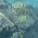 Vier Rundkopf-Fledermausfische über einem Blech der Thistlegorm, bewachsen mit Weichkorallen