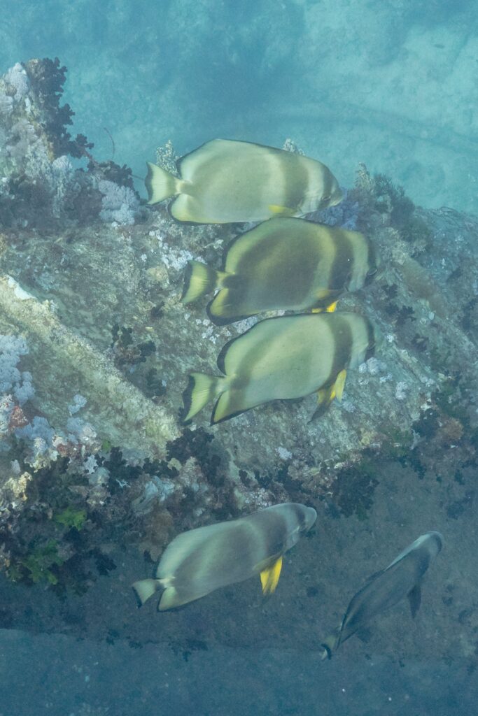 Vier Rundkopf-Fledermausfische über einem Blech der Thistlegorm, bewachsen mit Weichkorallen