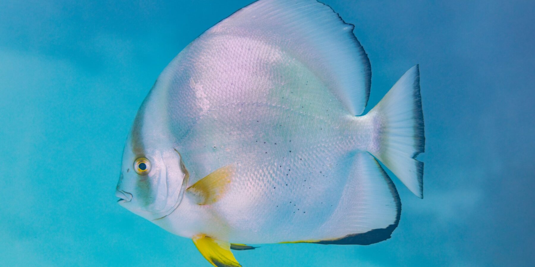 Ein Rundkopf-Fledermausfisch im Profil, scheibenförmiger silberner Körper und gelbe Bauchflossen, im blauen Freiwasser
