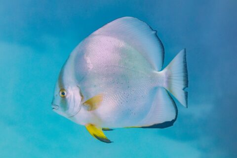 Ein Rundkopf-Fledermausfisch im Profil, scheibenförmiger silberner Körper und gelbe Bauchflossen, im blauen Freiwasser