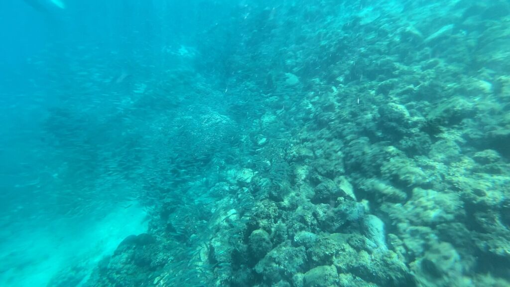 Ein abfallender Grund aus Felsen und Korallen in leicht trübem türkisem Wasser, an dem ein lockerer Schwarm kleiner silbriger Fische entlangzieht, unten links ein Sandstreifen.