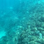 Ein abfallender Grund aus Felsen und Korallen in leicht trübem türkisem Wasser, an dem ein lockerer Schwarm kleiner silbriger Fische entlangzieht, unten links ein Sandstreifen.