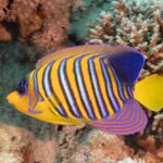 Ein Pfauen-Kaiserfisch mit blauen, weißen und orangen Streifen vor rosa Weichkorallen