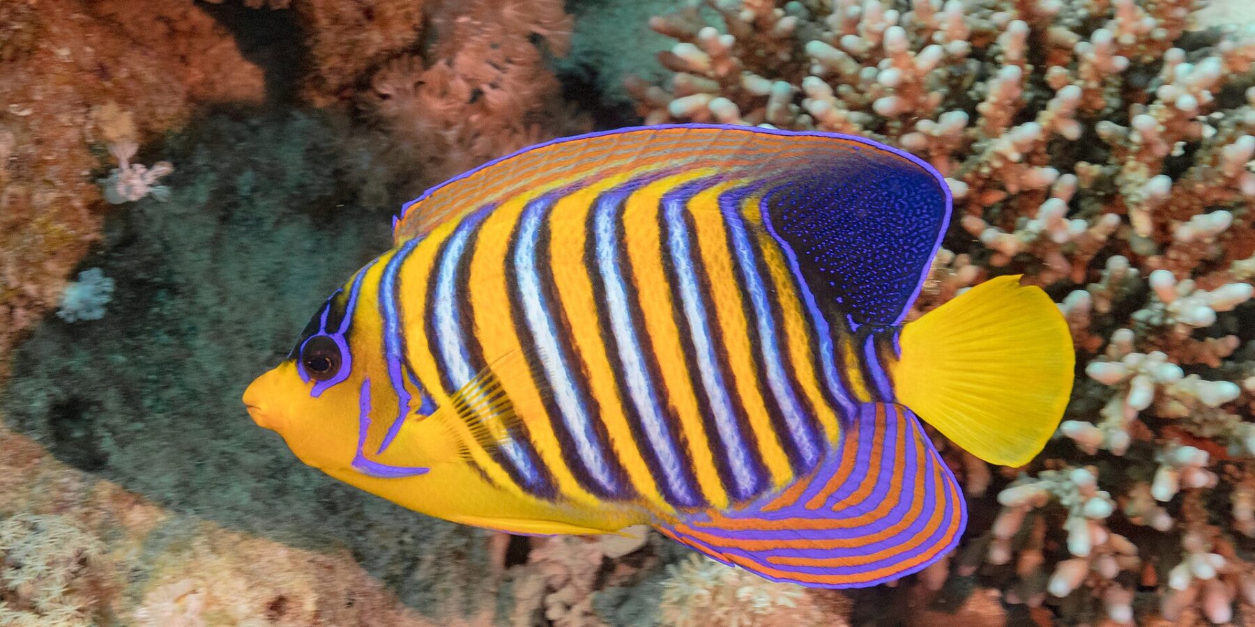 Ein Pfauen-Kaiserfisch mit blauen, weißen und orangefarbenen Streifen vor rosa Weichkorallen
