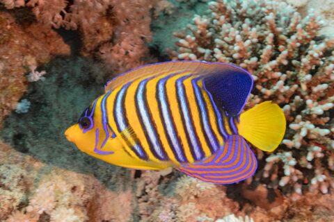 Ein Pfauen-Kaiserfisch mit blauen, weißen und orangefarbenen Streifen vor rosa Weichkorallen