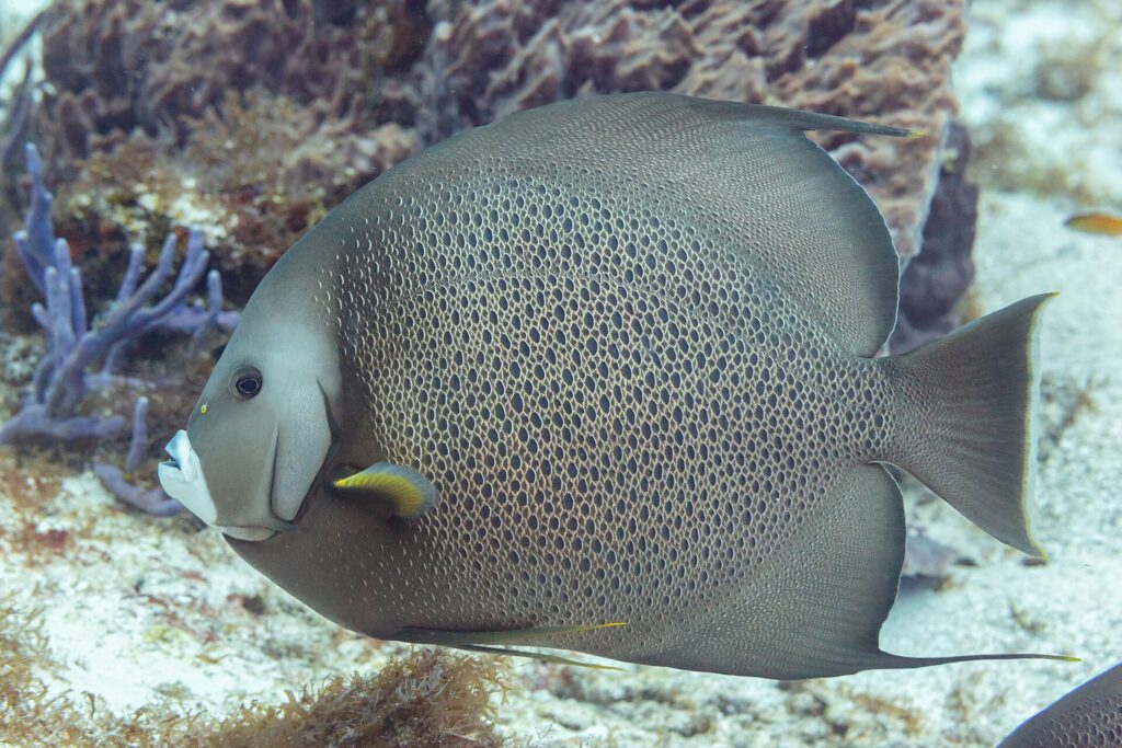 Ein Grauer Kaiserfisch im Profil, die Schuppen hell gerandet wie ein Netz, die Brustflosse gelb, vor einem violetten Schwamm, auf Cozumel