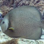 Ein Grauer Kaiserfisch im Profil, die Schuppen hell gerandet wie ein Netz, die Brustflosse gelb, vor einem violetten Schwamm, auf Cozumel