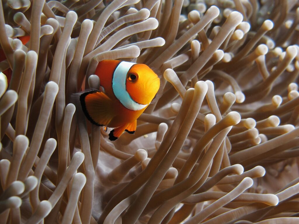 Ein orangefarbener Anemonenfisch mit schwarz geränderten weißen Bändern, im Dreiviertelprofil zur Kamera, zwischen den beigen Tentakeln einer Anemone, links ein zweiter Anemonenfisch halb versteckt.
