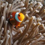 Ein orangefarbener Anemonenfisch mit schwarz geränderten weißen Bändern, im Dreiviertelprofil zur Kamera, zwischen den beigen Tentakeln einer Anemone, links ein zweiter Anemonenfisch halb versteckt.