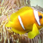 Ein gelboranger Rotmeer-Anemonenfisch im Profil, Kopf rechts, vor den langen, rosafarbenen Tentakeln mit gelben Spitzen seiner Anemone: zwei weiße Bänder, eines direkt hinter dem Auge, das andere in der Körpermitte