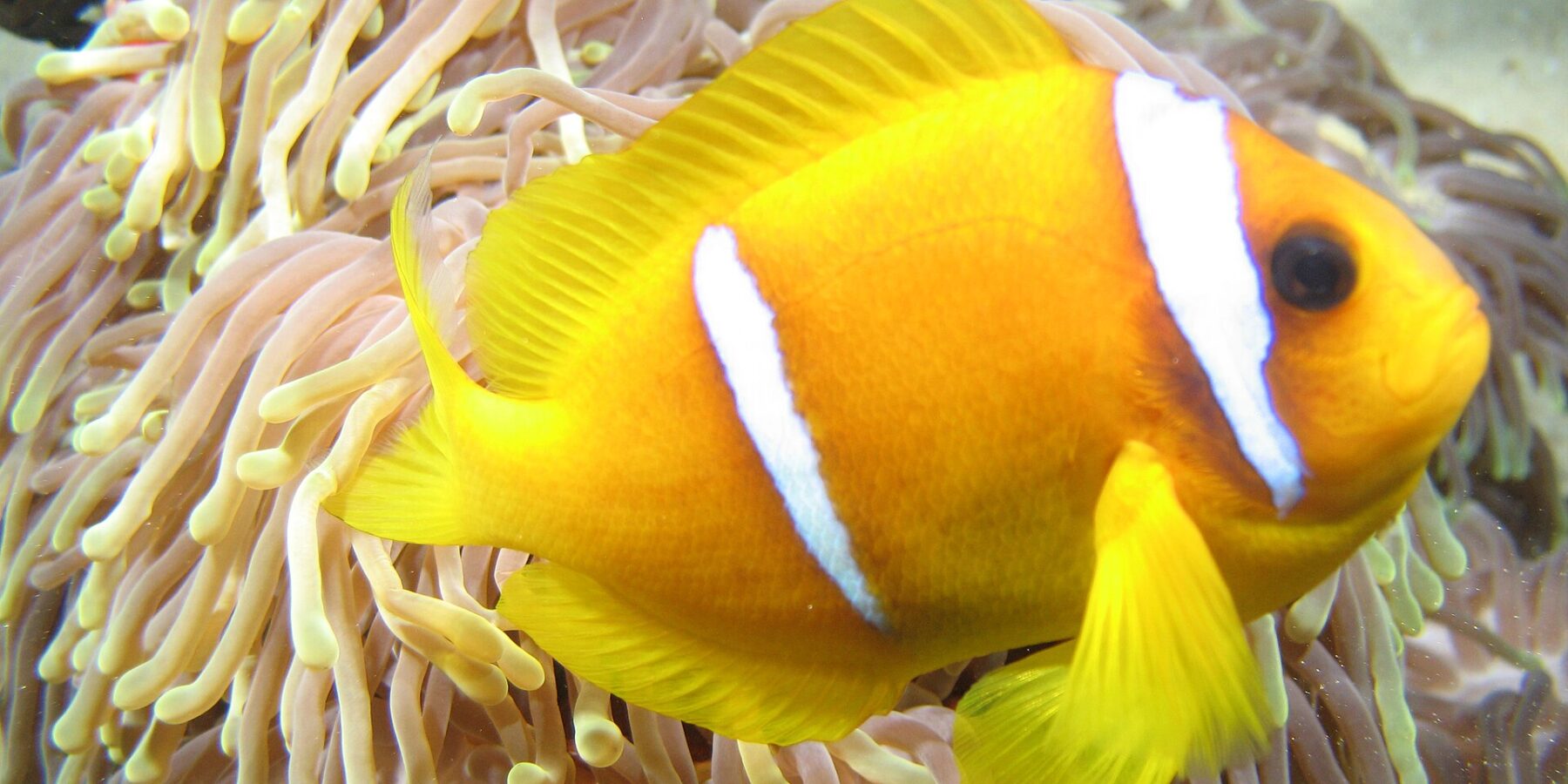 Ein gelboranger Rotmeer-Anemonenfisch im Profil, Kopf rechts, vor den langen, rosafarbenen Tentakeln mit gelben Spitzen seiner Anemone: zwei weiße Bänder, eines direkt hinter dem Auge, das andere in der Körpermitte