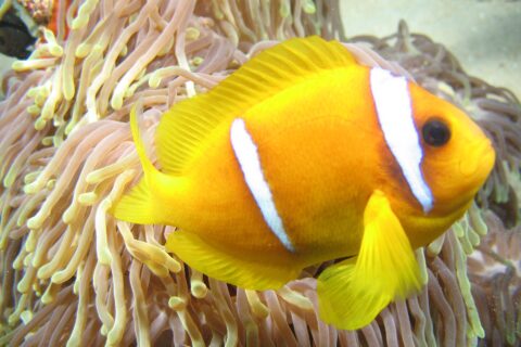 Ein gelboranger Rotmeer-Anemonenfisch im Profil, Kopf rechts, vor den langen, rosafarbenen Tentakeln mit gelben Spitzen seiner Anemone: zwei weiße Bänder, eines direkt hinter dem Auge, das andere in der Körpermitte