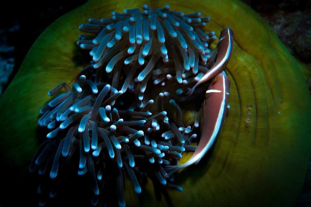 Zwei Halsband-Anemonenfische, von oben gesehen, am Rand einer großen Anemone mit bläulichen Tentakeln und grüner Mundscheibe, neben einer kleinen, durchsichtigen Garnele