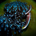 Zwei Halsband-Anemonenfische, von oben gesehen, am Rand einer großen Anemone mit bläulichen Tentakeln und grüner Mundscheibe, neben einer kleinen, durchsichtigen Garnele
