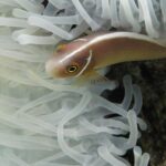 Ein Halsband-Anemonenfisch, Kopf links, schlüpft zwischen die weißen Tentakel einer Anemone: ein rosa-orangefarbener Körper, ein feiner weißer Streifen, der von der Schnauze den Rücken entlangläuft, und ein schmaler weißer Balken direkt hinter dem Kopf