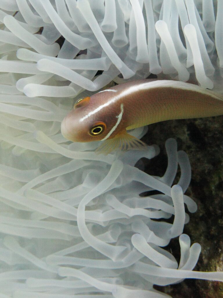 Ein Halsband-Anemonenfisch, Kopf links, schlüpft zwischen die weißen Tentakel einer Anemone: ein rosa-orangefarbener Körper, ein feiner weißer Streifen, der von der Schnauze den Rücken entlangläuft, und ein schmaler weißer Balken direkt hinter dem Kopf