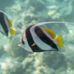 Ein Schwarm-Wimpelfisch im Profil vor dem Riff, weißer Körper mit zwei breiten, schrägen schwarzen Bändern, gelbe Rücken- und Schwanzflosse und langer weißer Faden, dahinter ein zweiter Fisch