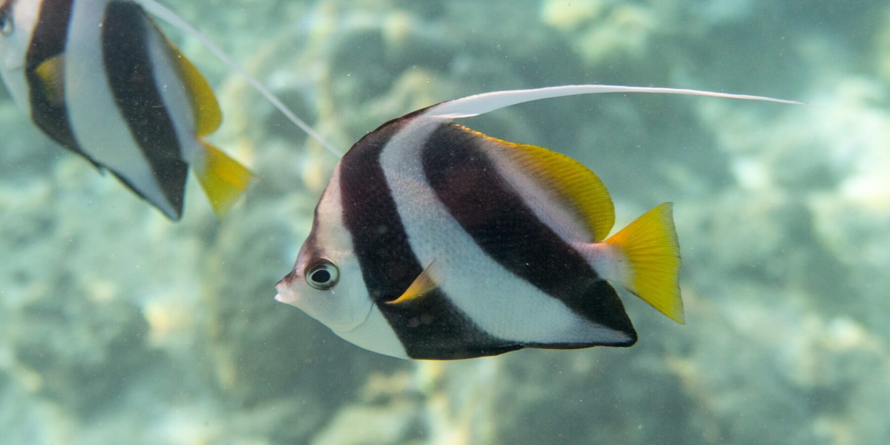 Ein Schwarm-Wimpelfisch im Profil vor dem Riff, weißer Körper mit zwei breiten, schrägen schwarzen Bändern, gelbe Rücken- und Schwanzflosse und langer weißer Faden, dahinter ein zweiter Fisch