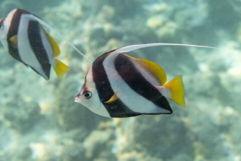 Ein Schwarm-Wimpelfisch im Profil vor dem Riff, weißer Körper mit zwei breiten, schrägen schwarzen Bändern, gelbe Rücken- und Schwanzflosse und langer weißer Faden, dahinter ein zweiter Fisch