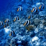 Etwa zehn Schwarm-Wimpelfische schwimmen in dieselbe Richtung an einem Korallenhang entlang, die weißen Fäden nach hinten gestreckt