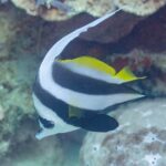 Ein Gemeiner Wimpelfisch mit dem Kopf nach unten vor einem Korallenüberhang, der weiße Faden über dem Rücken gebogen und eine große, abgerundete schwarze Bauchflosse unter dem Bauch