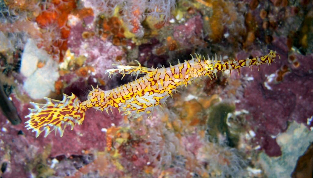 Ein gelb-roter Harlekin-Geisterpfeifenfisch, kopfüber, vor einem rosa überwachsenen Felsen am Richelieu Rock