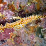 Ein gelb-roter Harlekin-Geisterpfeifenfisch, kopfüber, vor einem rosa überwachsenen Felsen am Richelieu Rock