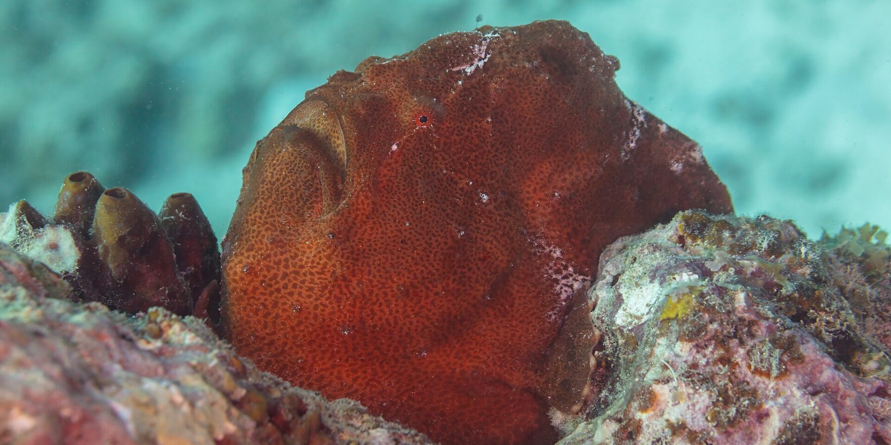 Ein rostroter Riesen-Anglerfisch sitzt neben Seescheiden auf dem Riff, eine runde Masse mit körniger Haut, das große Maul nach oben gerichtet und ein winziges rotes Auge