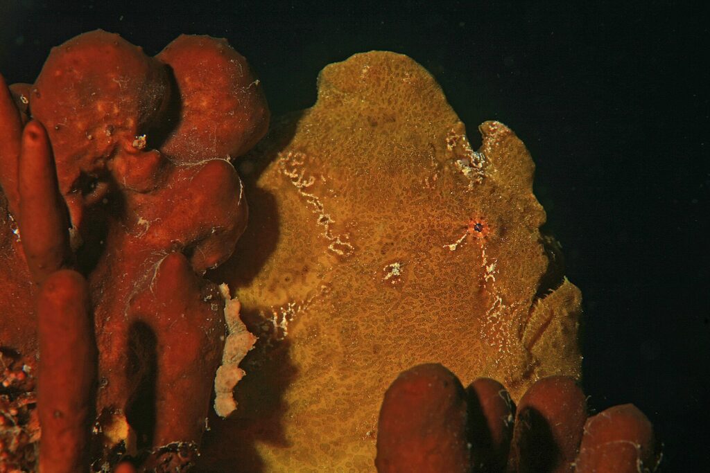 Ein ockergelber Riesen-Anglerfisch an roten Schwämmen vor schwarzem Hintergrund, die Haut so körnig wie sie und ein kleines, rot umrandetes Auge