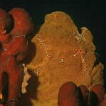 Ein ockergelber Riesen-Anglerfisch an roten Schwämmen vor schwarzem Hintergrund, die Haut so körnig wie sie und ein kleines, rot umrandetes Auge