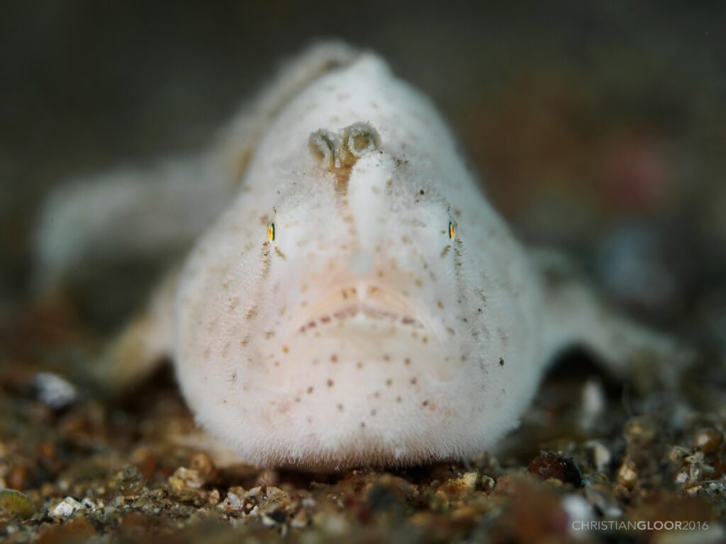 Ein weißer, fein behaarter Anglerfisch mit braunen Tupfen, von vorn auf dem Sand, sein Köder in Form eines kleinen Wurms über der Schnauze aufgerichtet