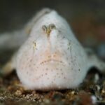 Ein weißer, fein behaarter Anglerfisch mit braunen Tupfen, von vorn auf dem Sand, sein Köder in Form eines kleinen Wurms über der Schnauze aufgerichtet