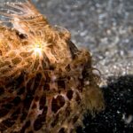 Nahaufnahme eines orangebraunen Haarigen Anglerfisches, bedeckt mit langen Fäden, helle Streifen, die vom Auge ausgehen, auf schwarzem Sand