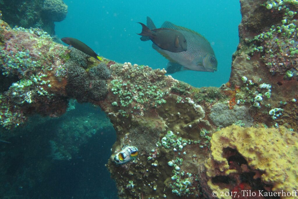 Ein brauner Kaninchenfisch mit goldenen Punkten schwimmt über einen Stahlträger der Liberty, bedeckt mit Korallen, Seescheiden und einem gelben Schwamm, im Vordergrund ein Nacktkiemer
