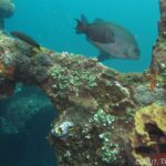 Ein brauner Kaninchenfisch mit goldenen Punkten schwimmt über einen Stahlträger der Liberty, bedeckt mit Korallen, Seescheiden und einem gelben Schwamm, im Vordergrund ein Nacktkiemer