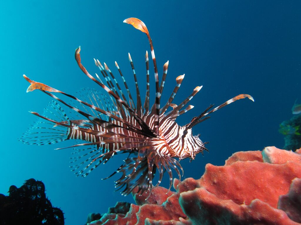 Ein braunrot-weiß gestreifter Rotfeuerfisch mit allen Flossen ausgebreitet, im Profil nach rechts, schwebt über einem rosa Schwamm in tiefblauem Wasser.